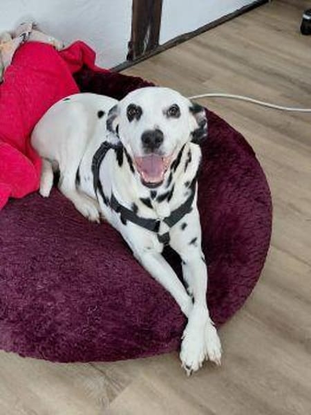 KIRA sucht dringend ein Zuhause