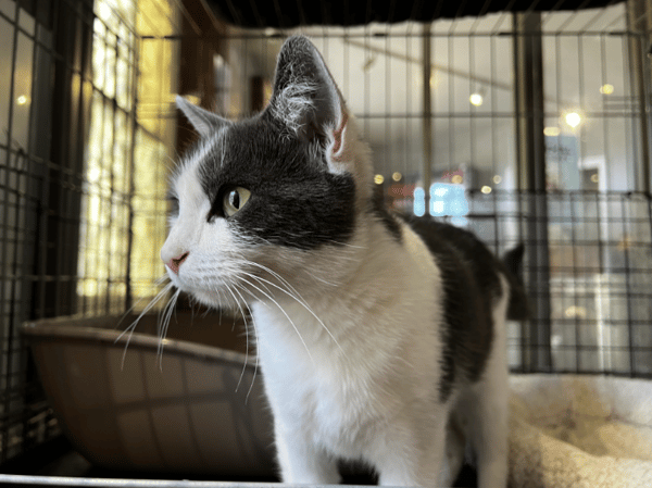 MIA (Réservée)