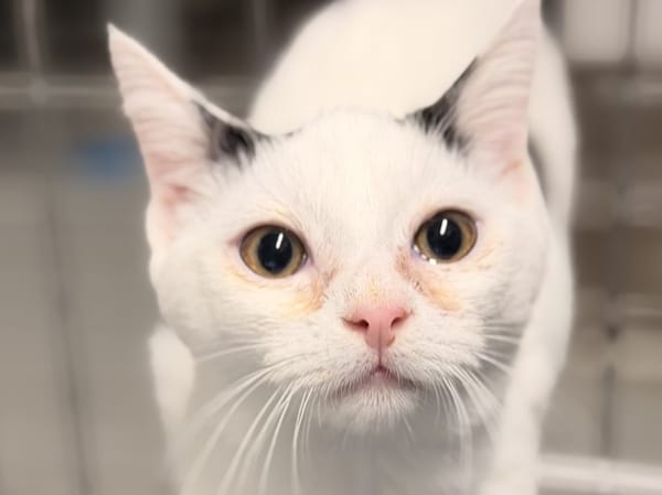 BOWIE (Résérvé)