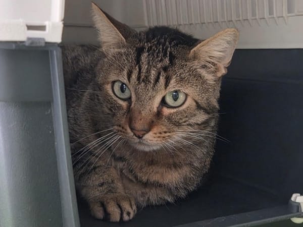 JIMMY ( En cours d'adoption )
