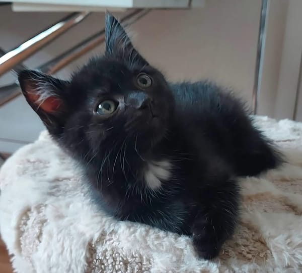 GURVAN À ADOPTER AVEC UN CHAT DÉJÀ PRÉSENT CHEZ VOUS