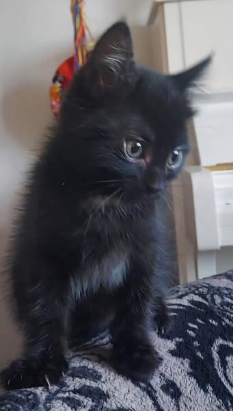 GURVAN À ADOPTER AVEC UN CHAT DÉJÀ PRÉSENT CHEZ VOUS