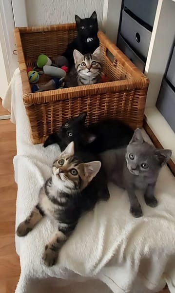 GURVAN À ADOPTER AVEC UN CHAT DÉJÀ PRÉSENT CHEZ VOUS