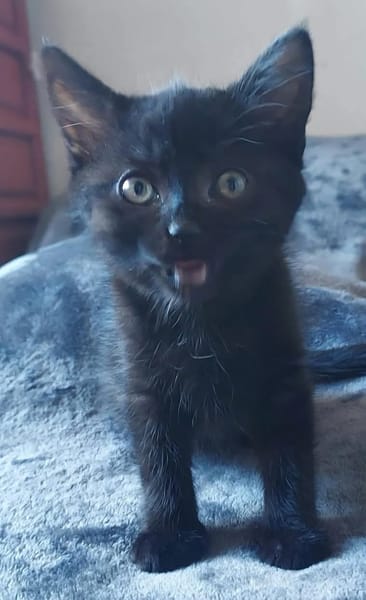 BLEIZ À ADOPTER AVEC UN CHAT DÉJÀ PRÉSENT CHEZ VOUS