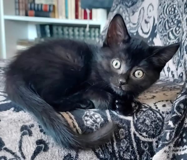BLEIZ À ADOPTER AVEC UN CHAT DÉJÀ PRÉSENT CHEZ VOUS