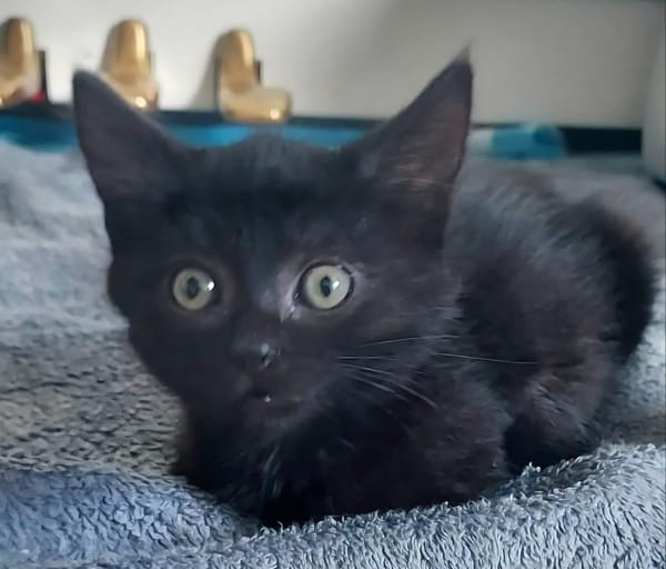 BLEIZ À ADOPTER AVEC UN CHAT DÉJÀ PRÉSENT CHEZ VOUS