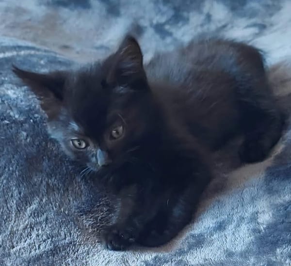 BLEIZ À ADOPTER AVEC UN CHAT DÉJÀ PRÉSENT CHEZ VOUS