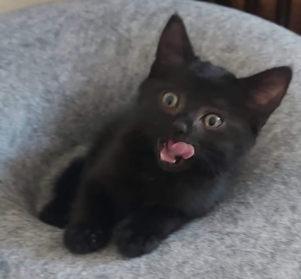 BLEIZ À ADOPTER AVEC UN CHAT DÉJÀ PRÉSENT CHEZ VOUS