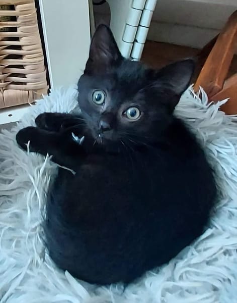 BLEIZ À ADOPTER AVEC UN CHAT DÉJÀ PRÉSENT CHEZ VOUS