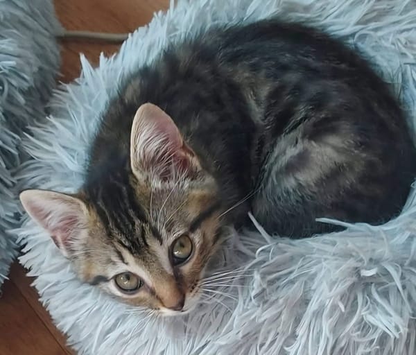 STERENN À ADOPTER AVEC UN CHAT DÉJÀ PRÉSENT CHEZ VOUS