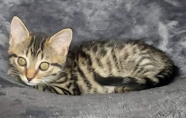 STERENN À ADOPTER AVEC UN CHAT DÉJÀ PRÉSENT CHEZ VOUS