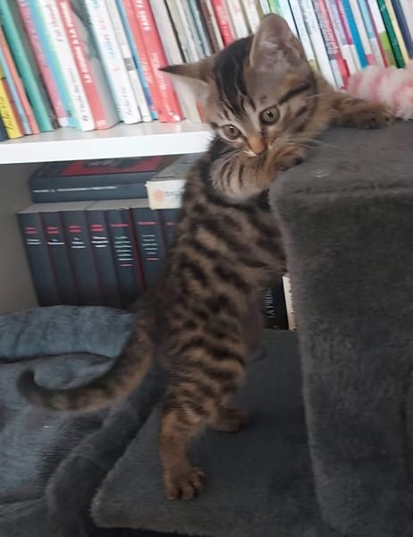 STERENN À ADOPTER AVEC UN CHAT DÉJÀ PRÉSENT CHEZ VOUS