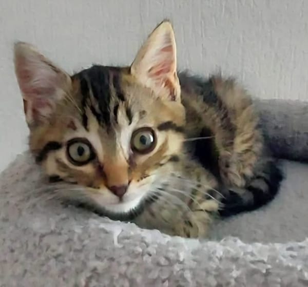 STERENN À ADOPTER AVEC UN CHAT DÉJÀ PRÉSENT CHEZ VOUS