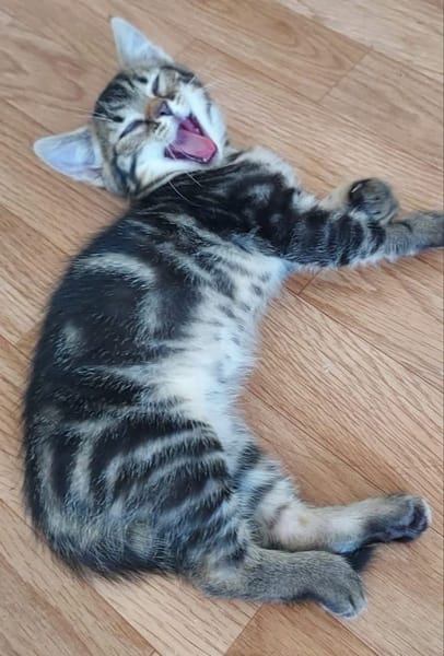 ERELL À ADOPTER AVEC UN CHAT DÉJÀ PRÉSENT CHEZ VOUS
