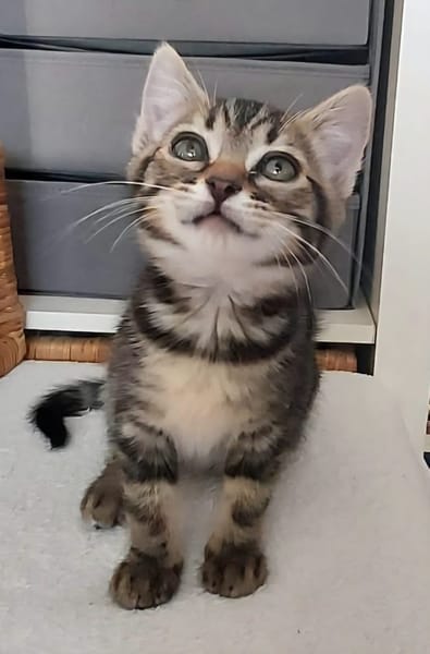 ERELL À ADOPTER AVEC UN CHAT DÉJÀ PRÉSENT CHEZ VOUS