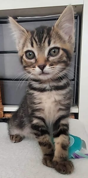 ERELL À ADOPTER AVEC UN CHAT DÉJÀ PRÉSENT CHEZ VOUS