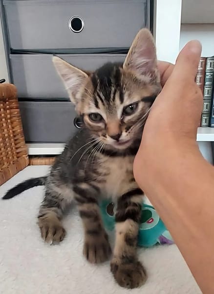 ERELL À ADOPTER AVEC UN CHAT DÉJÀ PRÉSENT CHEZ VOUS