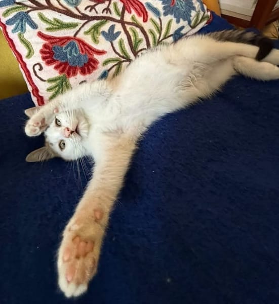 LOUNI À ADOPTER AVEC UN CHAT DÉJÀ PRÉSENT CHEZ VOUS