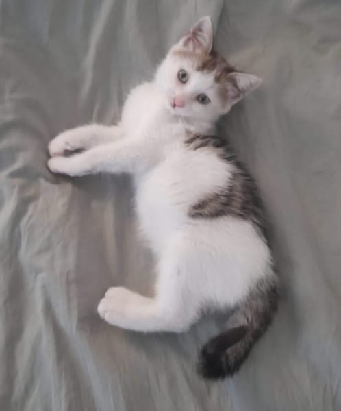 LOUNI À ADOPTER AVEC UN CHAT DÉJÀ PRÉSENT CHEZ VOUS