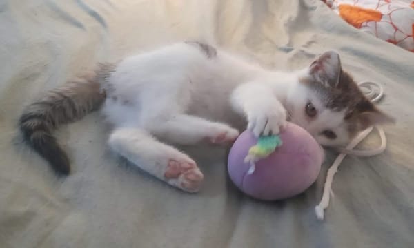 LOUNI À ADOPTER AVEC UN CHAT DÉJÀ PRÉSENT CHEZ VOUS