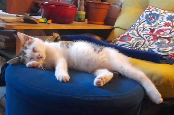 LOUNI À ADOPTER AVEC UN CHAT DÉJÀ PRÉSENT CHEZ VOUS