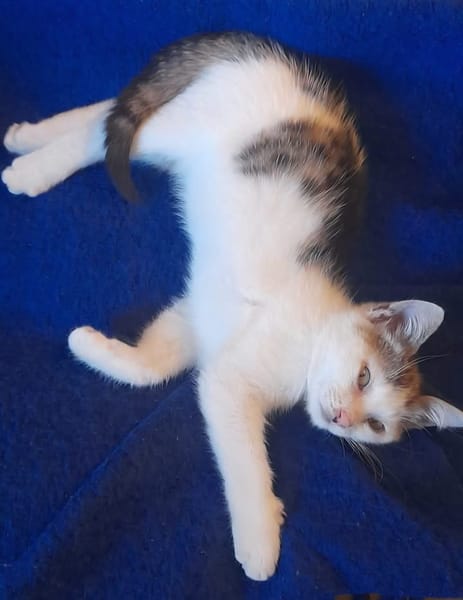LOUNI À ADOPTER AVEC UN CHAT DÉJÀ PRÉSENT CHEZ VOUS