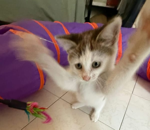 LOUNI À ADOPTER AVEC UN CHAT DÉJÀ PRÉSENT CHEZ VOUS