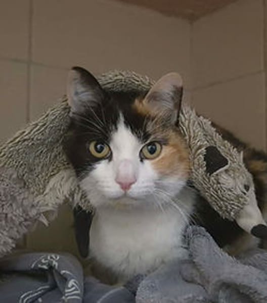 Stella