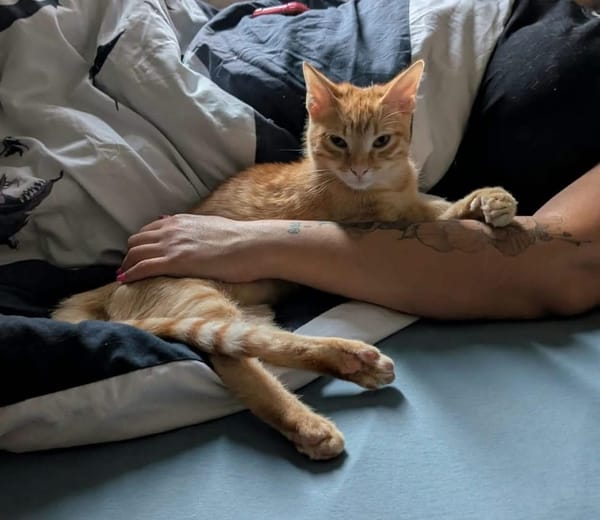 TCHOUTCHOU À ADOPTET AVEC UN CHAT DÉJÀ PRÉSENT CHEZ VOUS