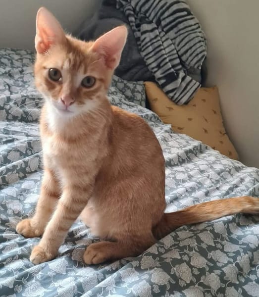 TCHOUTCHOU À ADOPTET AVEC UN CHAT DÉJÀ PRÉSENT CHEZ VOUS