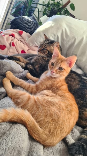 TCHOUTCHOU À ADOPTET AVEC UN CHAT DÉJÀ PRÉSENT CHEZ VOUS