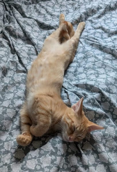 TCHOUTCHOU À ADOPTET AVEC UN CHAT DÉJÀ PRÉSENT CHEZ VOUS