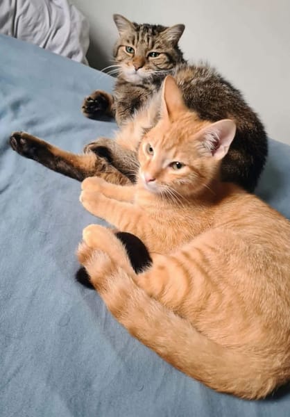 TCHOUTCHOU À ADOPTET AVEC UN CHAT DÉJÀ PRÉSENT CHEZ VOUS
