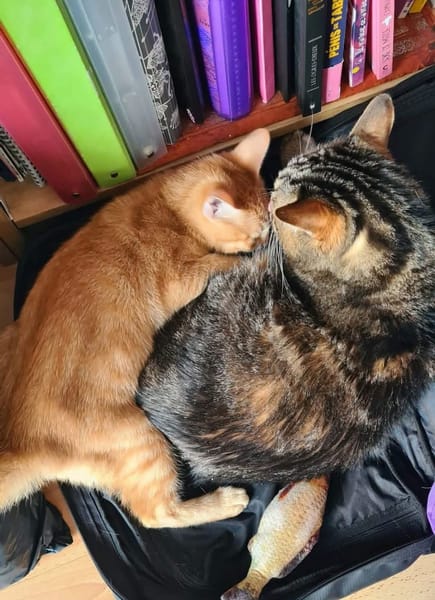 TCHOUTCHOU À ADOPTET AVEC UN CHAT DÉJÀ PRÉSENT CHEZ VOUS