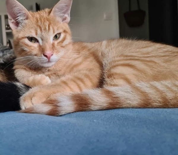 TCHOUTCHOU À ADOPTET AVEC UN CHAT DÉJÀ PRÉSENT CHEZ VOUS