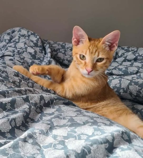 TCHOUTCHOU À ADOPTET AVEC UN CHAT DÉJÀ PRÉSENT CHEZ VOUS