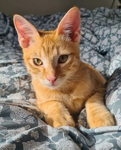 TCHOUTCHOU À ADOPTET AVEC UN CHAT DÉJÀ PRÉSENT CHEZ VOUS
