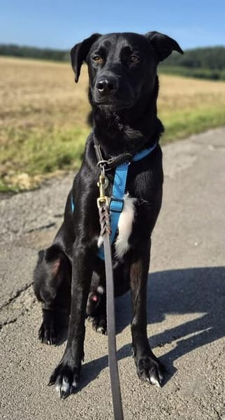Otto