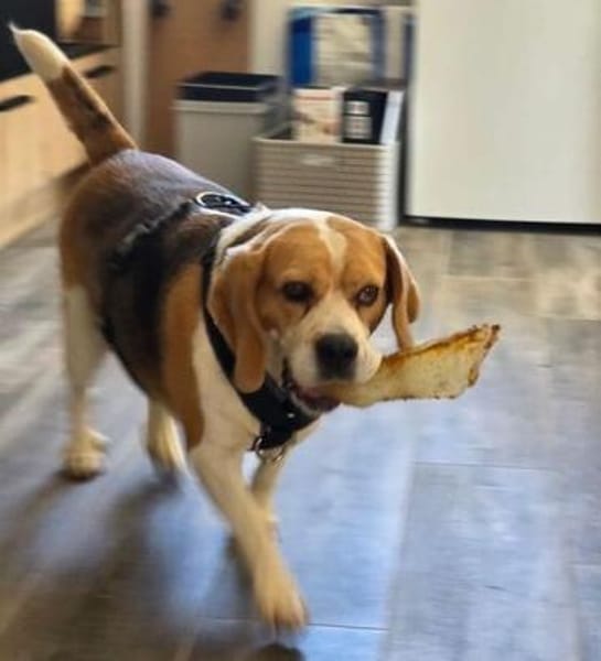 Hundedame TESSA