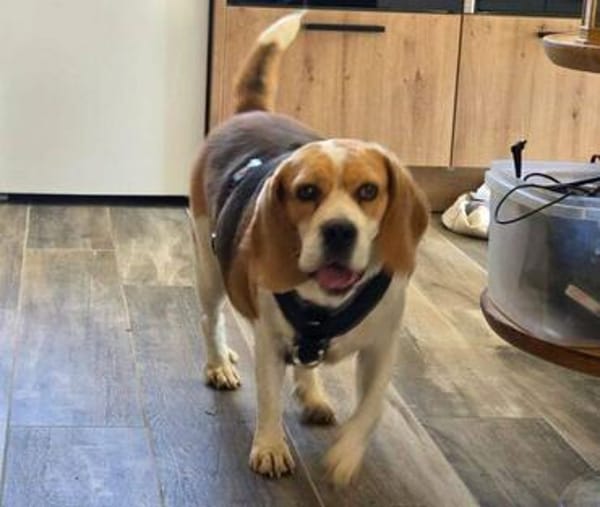 Hundedame TESSA