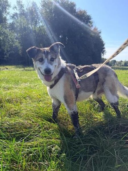 SMARTIE * freundlicher Spazierhund
