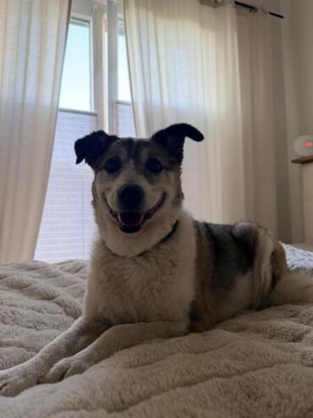 SMARTIE * freundlicher Spazierhund