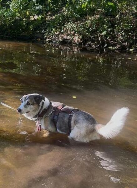 SMARTIE * freundlicher Spazierhund
