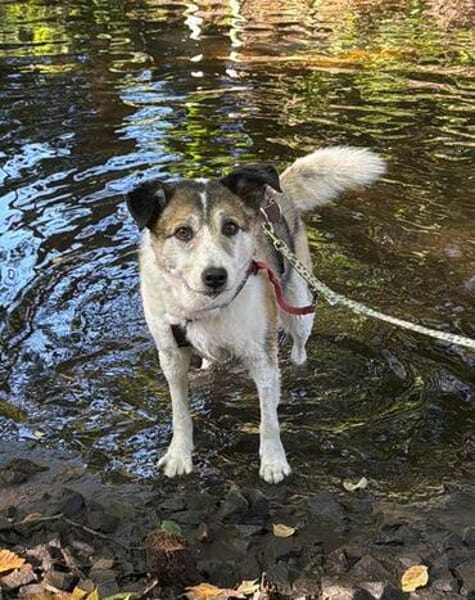 SMARTIE * freundlicher Spazierhund