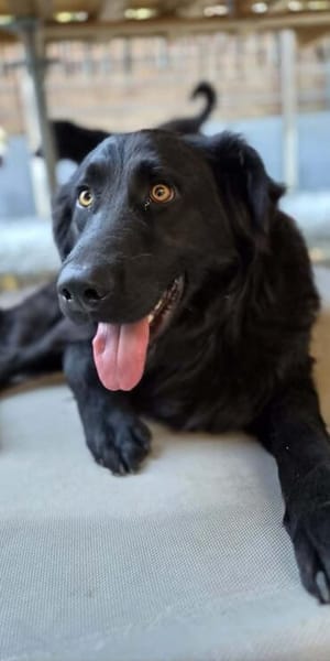 Amos