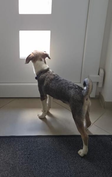 COOPER - schau mir in die Augen Kleines und ich bin Dein!