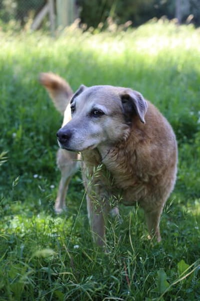 Lebensplatz/ Zuhause für Seniorin BUNI (Tierschutz) gesucht!