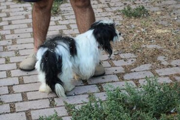 Pamino - verschmuster, lieber Rüde