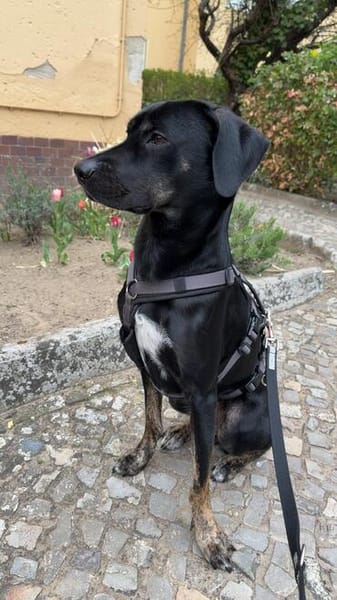 MILLY HAT GROßE HOFFNUNG AUF EIN NEUES ZUHAUSE