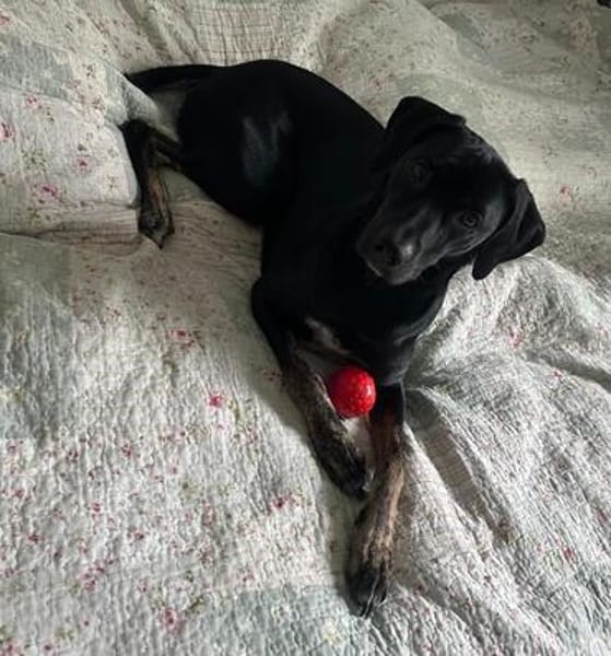 MILLY HAT GROßE HOFFNUNG AUF EIN NEUES ZUHAUSE